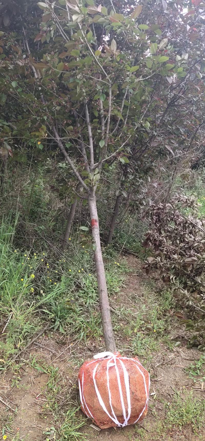北美海棠苗西府海棠苗红宝石海棠苗八棱海棠苗