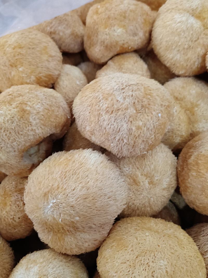 特价新货猴头菇，视频看货福建古田食用菌之都食用菌批发市场