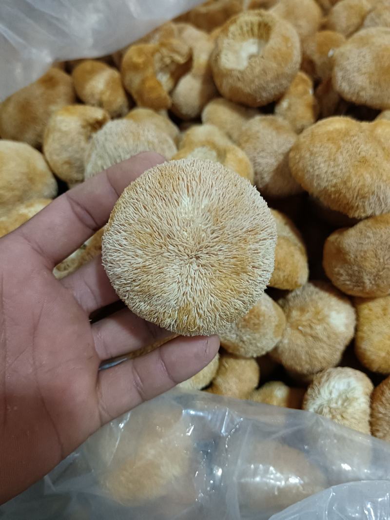特价新货猴头菇，视频看货福建古田食用菌之都食用菌批发市场