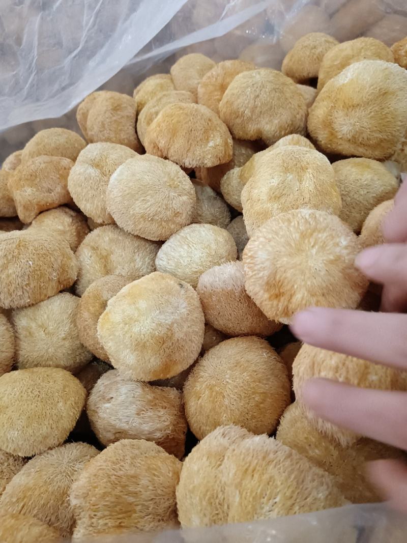 特价新货猴头菇，视频看货福建古田食用菌之都食用菌批发市场