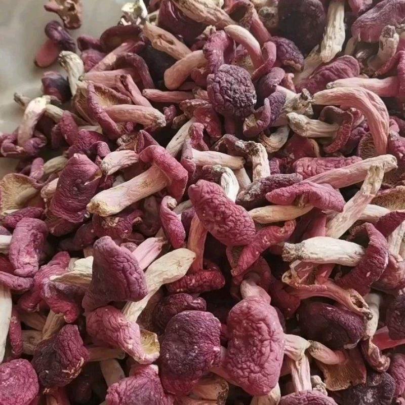 深山野生红菇红蘑菇红椎菌紫红菇净重包邮量大从优