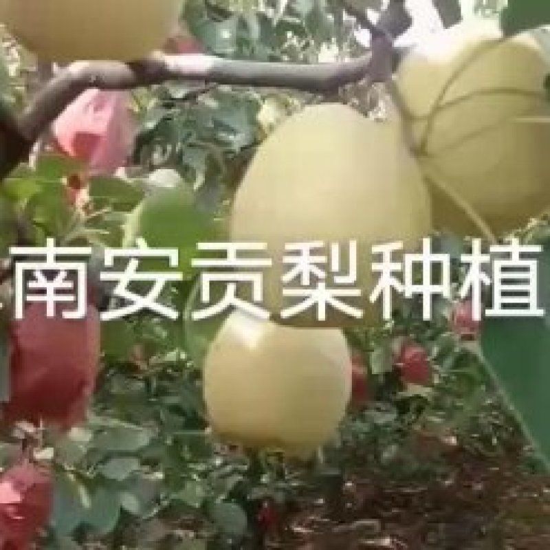 山西晋伟果业可为您提供酥梨，雪花梨，各等级梨的代收服务