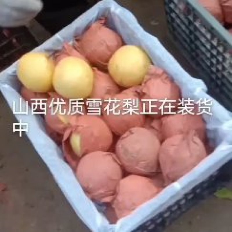 山西晋伟果业可为您提供酥梨，雪花梨，各等级梨的代收服务