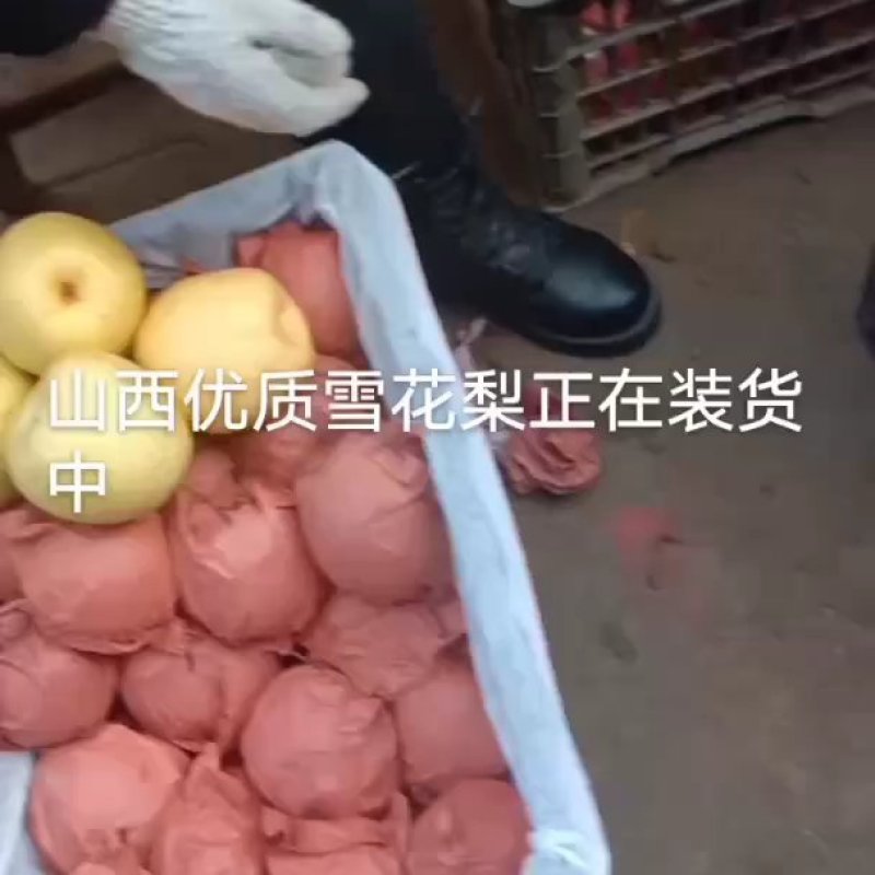 山西晋伟果业可为您提供酥梨，雪花梨，各等级梨的代收服务