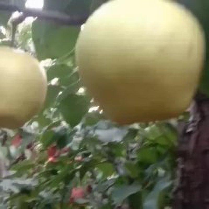 山西晋伟果业可为您提供酥梨，雪花梨，各等级梨的代收服务