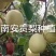 山西晋伟果业可为您提供酥梨，雪花梨，各等级梨的代收服务