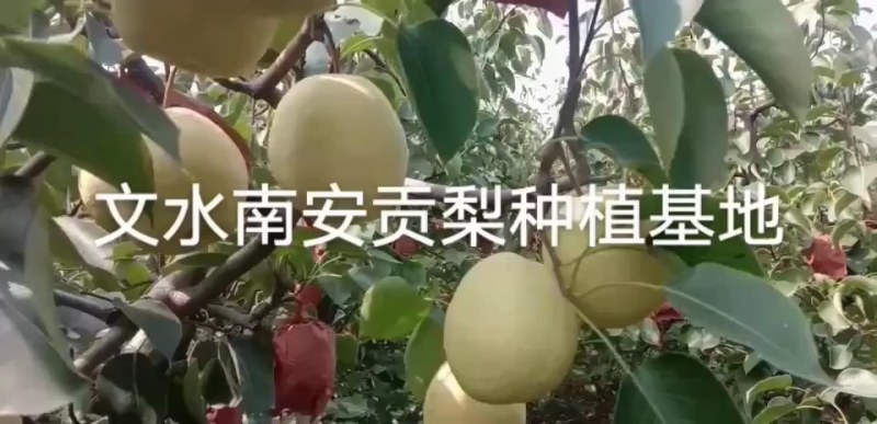山西晋伟果业可为您提供酥梨，雪花梨，各等级梨的代收服务
