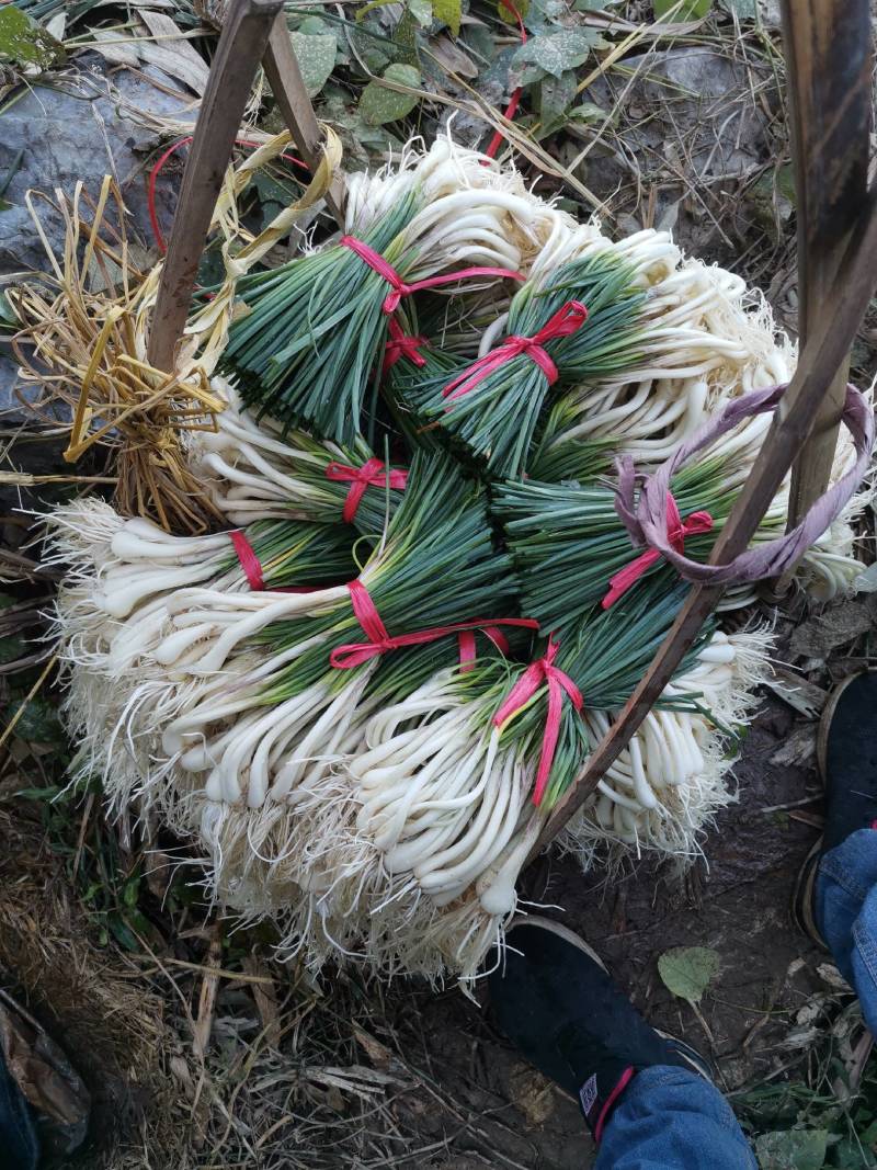 藠头种植基地