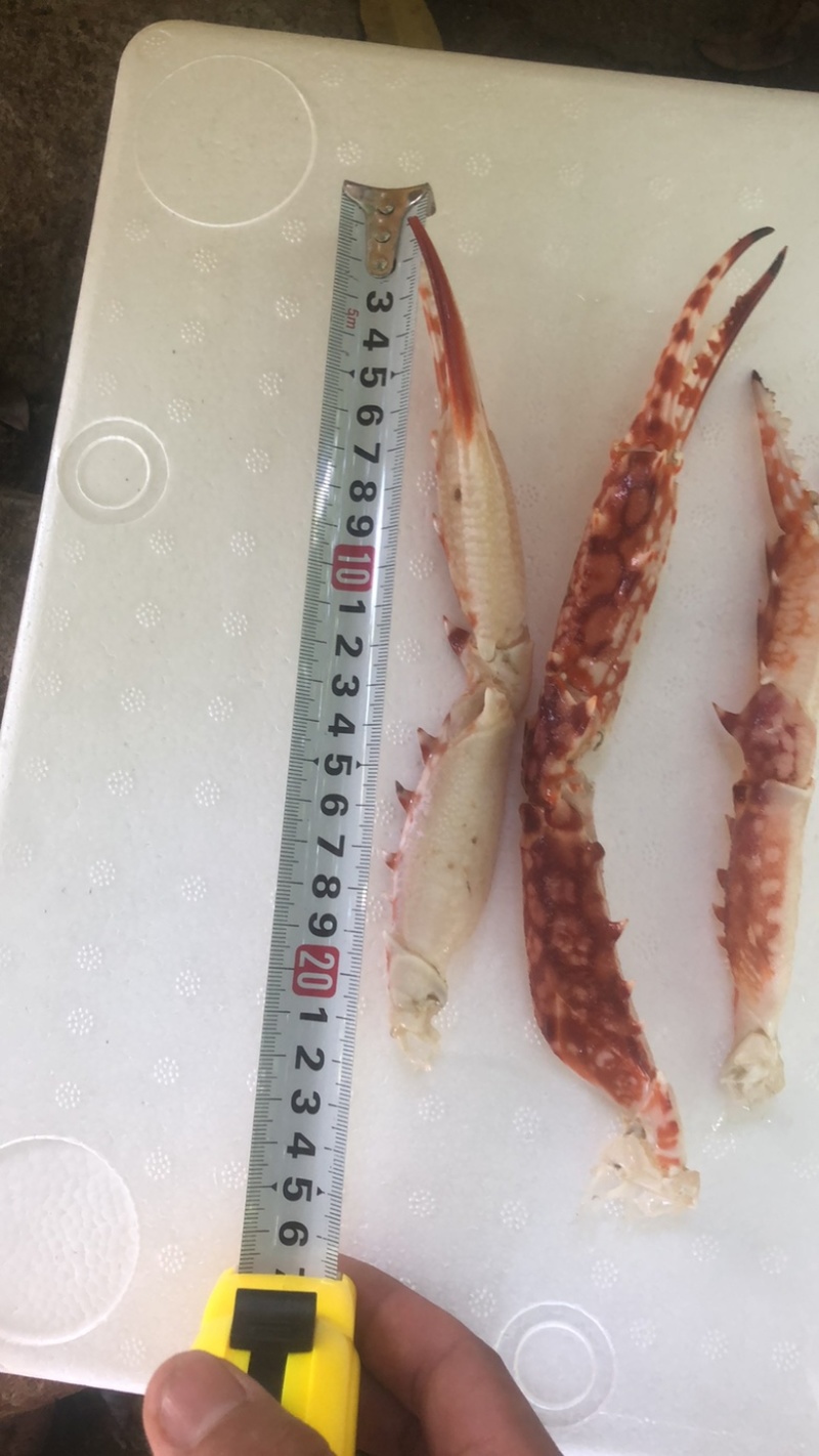 冰鲜蟹钳/兰花蟹钳/一手货源，大量有货，全国发货