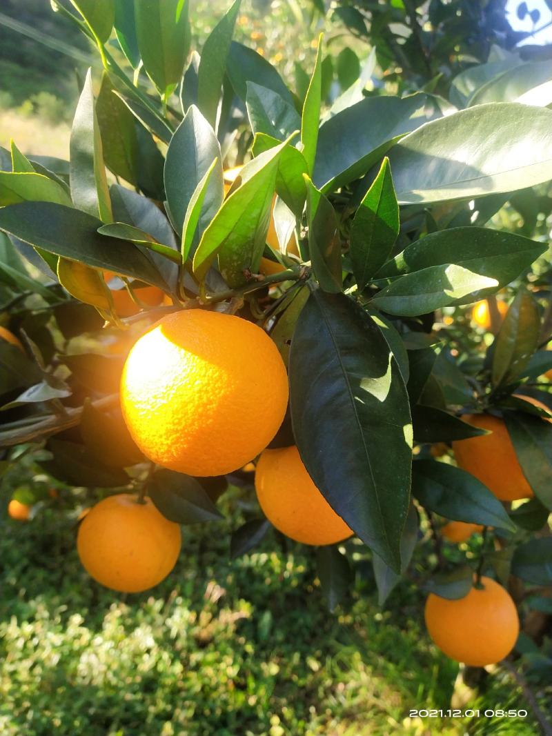 橙子