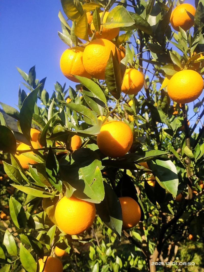 橙子