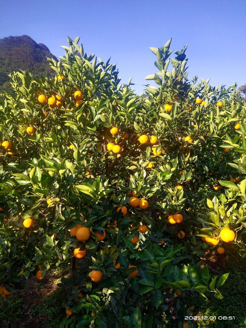 橙子