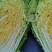 大白菜，山东黄心白菜大量上市，货源充足，保质保量