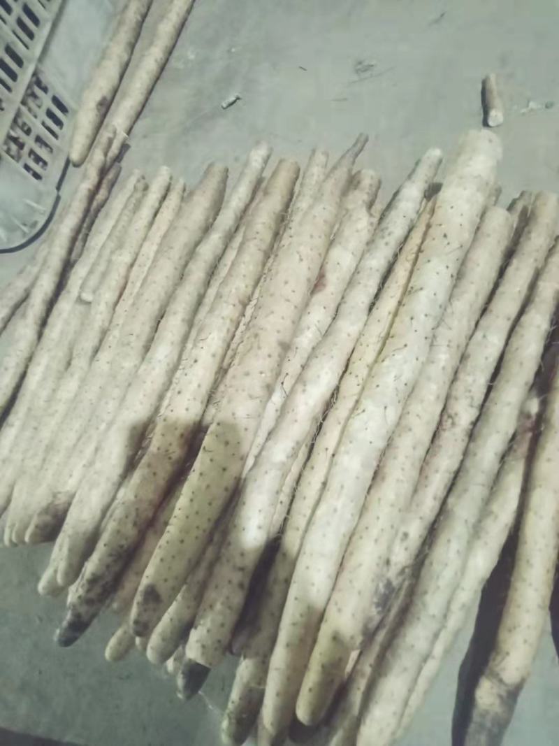 正宗水洗小白嘴山药包质量无虫眼刀伤。河北产地直供