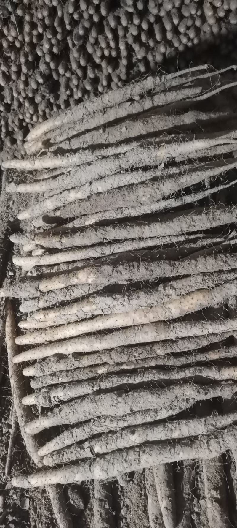 正宗水洗小白嘴山药包质量无虫眼刀伤。河北产地直供