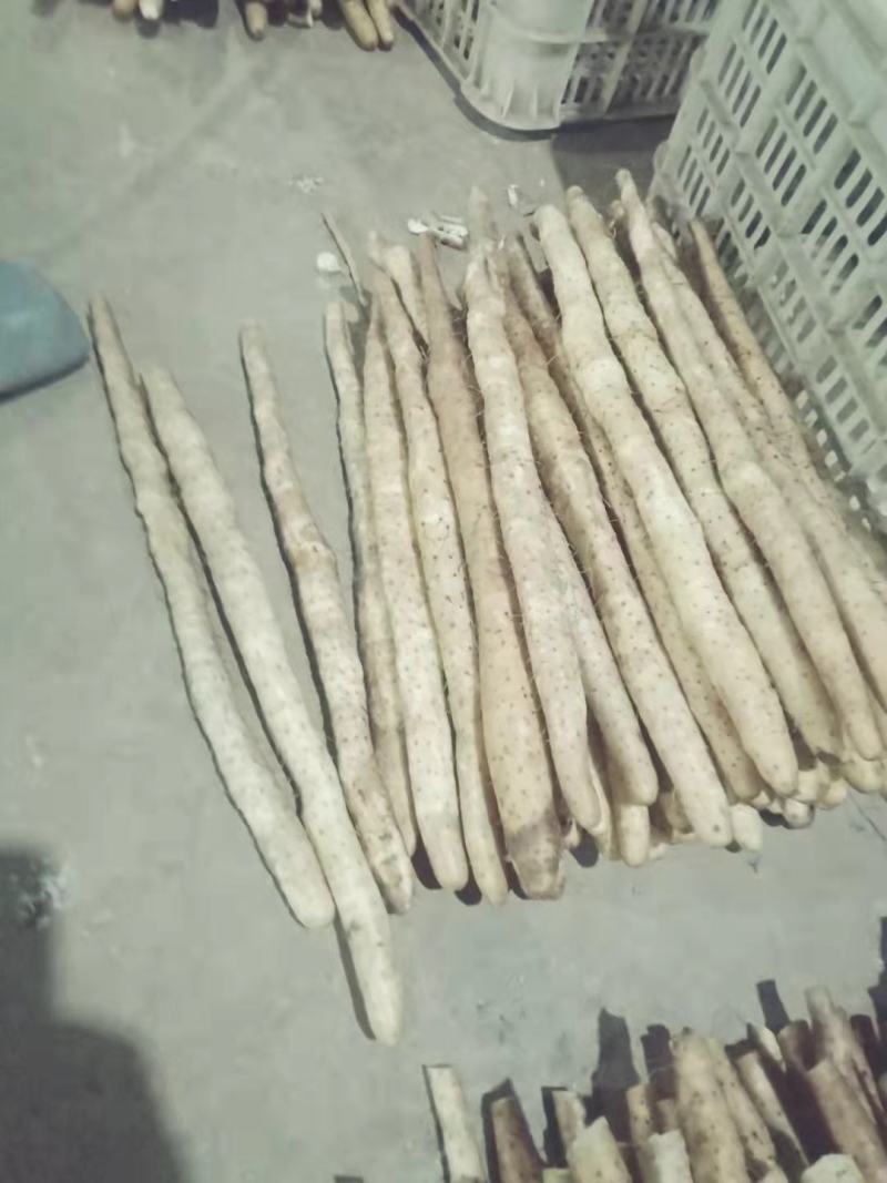正宗水洗小白嘴山药包质量无虫眼刀伤。河北产地直供