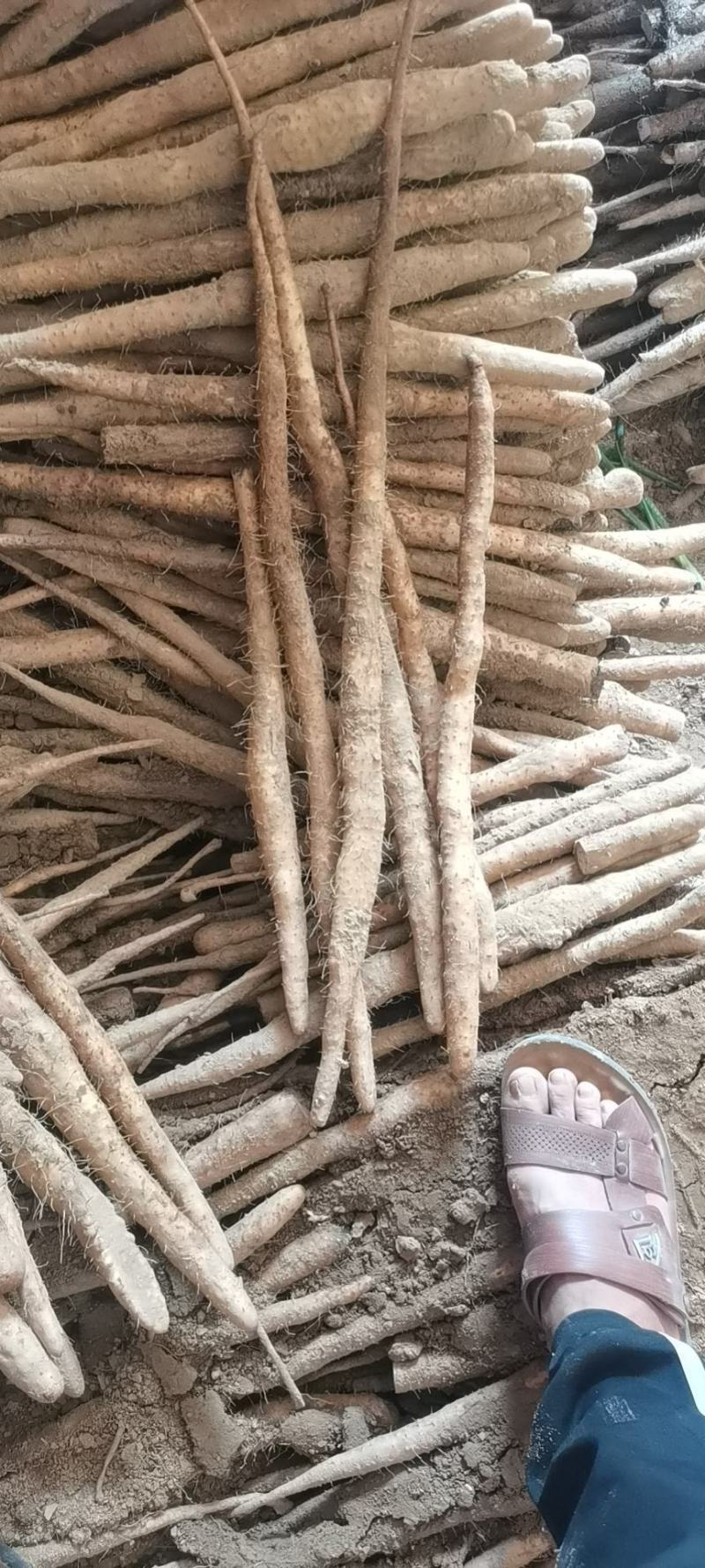 正宗水洗小白嘴山药包质量无虫眼刀伤。河北产地直供