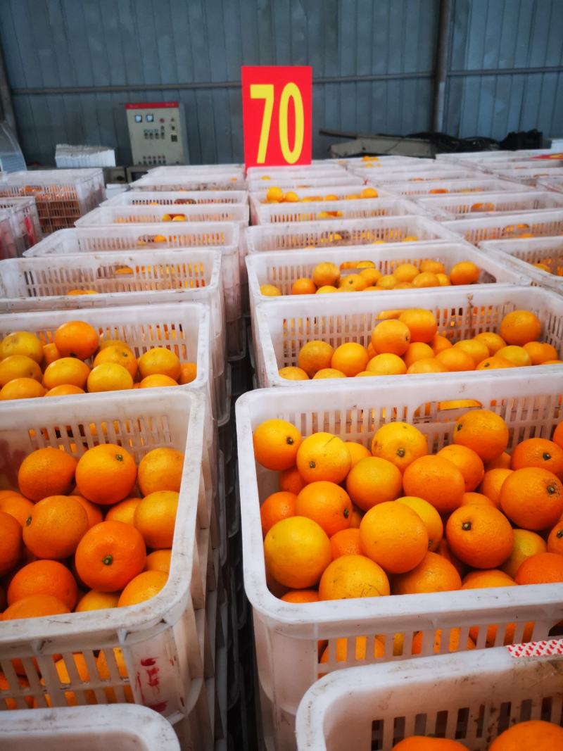 正宗湖南麻阳冰糖橙纯65以上大果