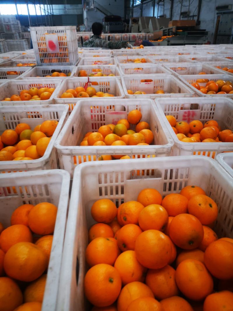 正宗湖南麻阳冰糖橙纯65以上大果