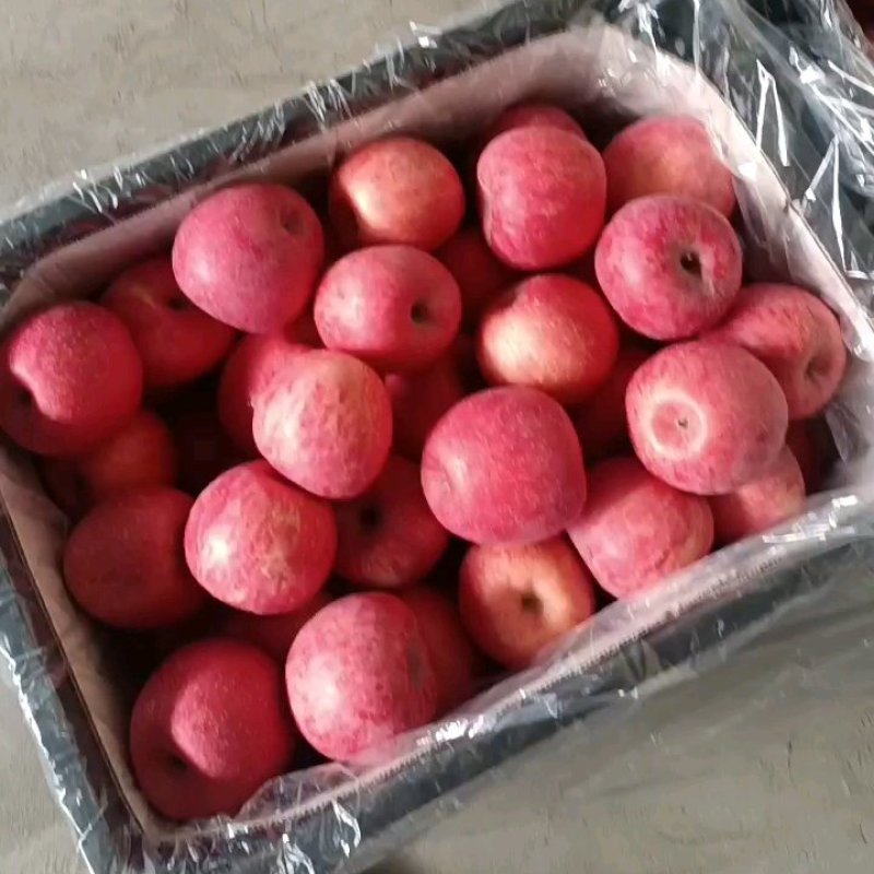 宜川苹果