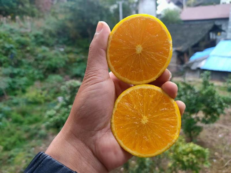 纯甜的高山锦蜜