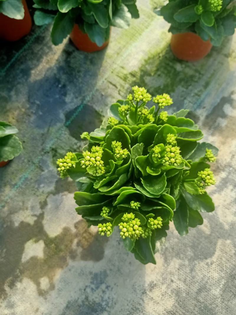 长寿花青州长寿花组盆长寿花