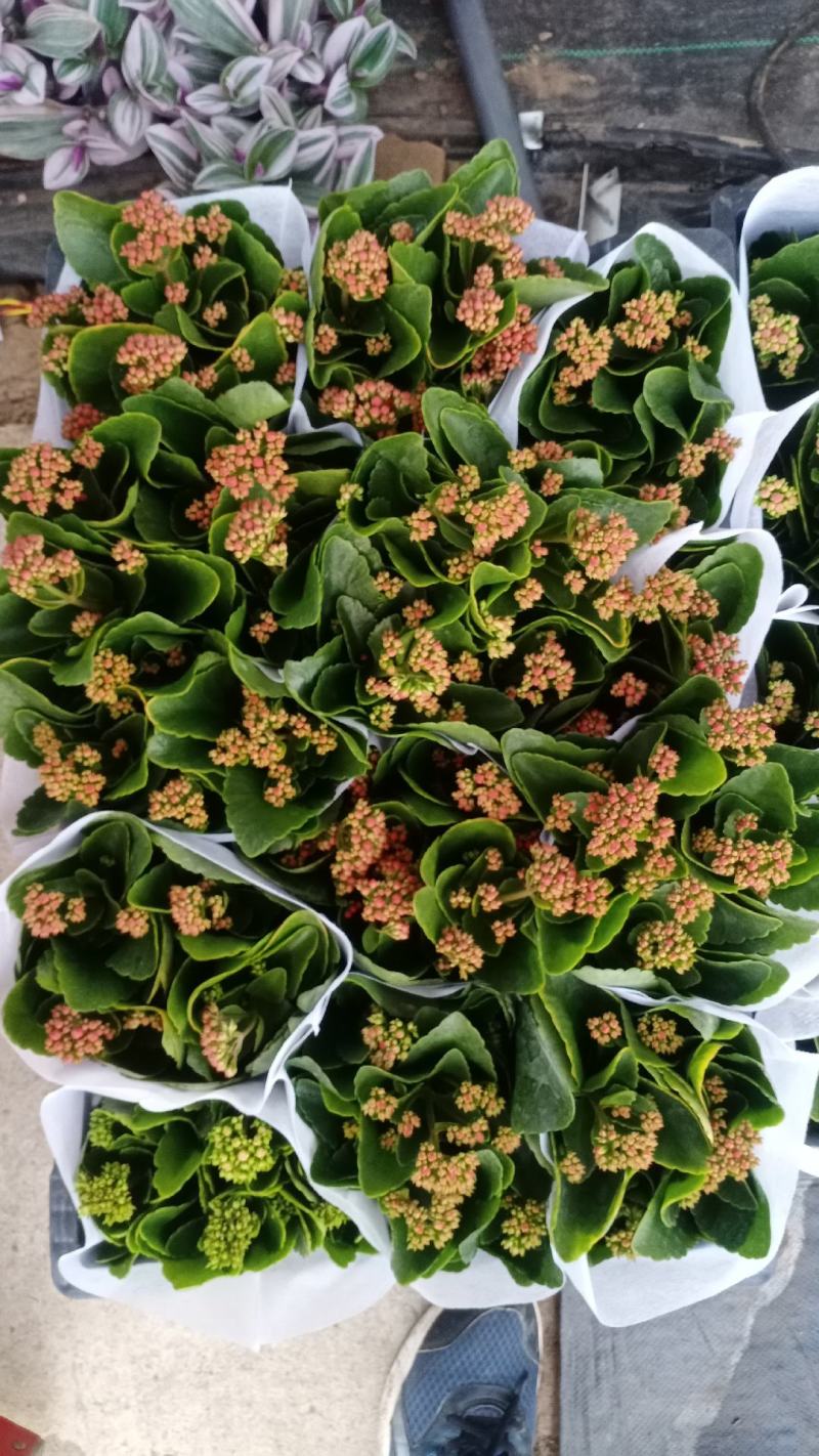 长寿花青州长寿花组盆长寿花