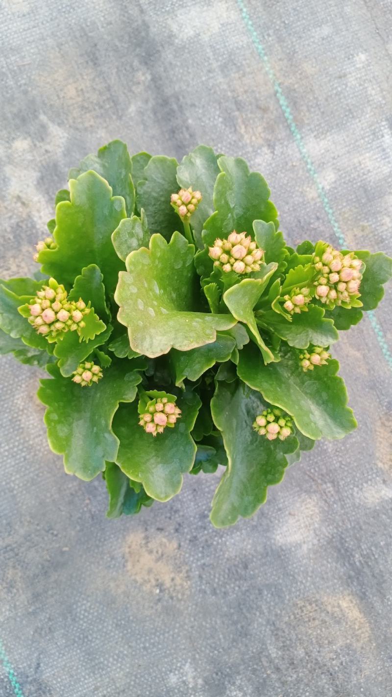 长寿花青州长寿花组盆长寿花