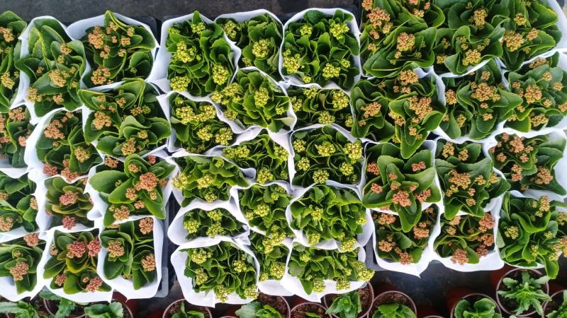 长寿花青州长寿花组盆长寿花