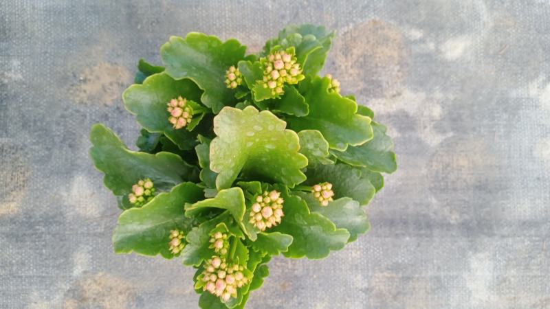 长寿花青州长寿花组盆长寿花