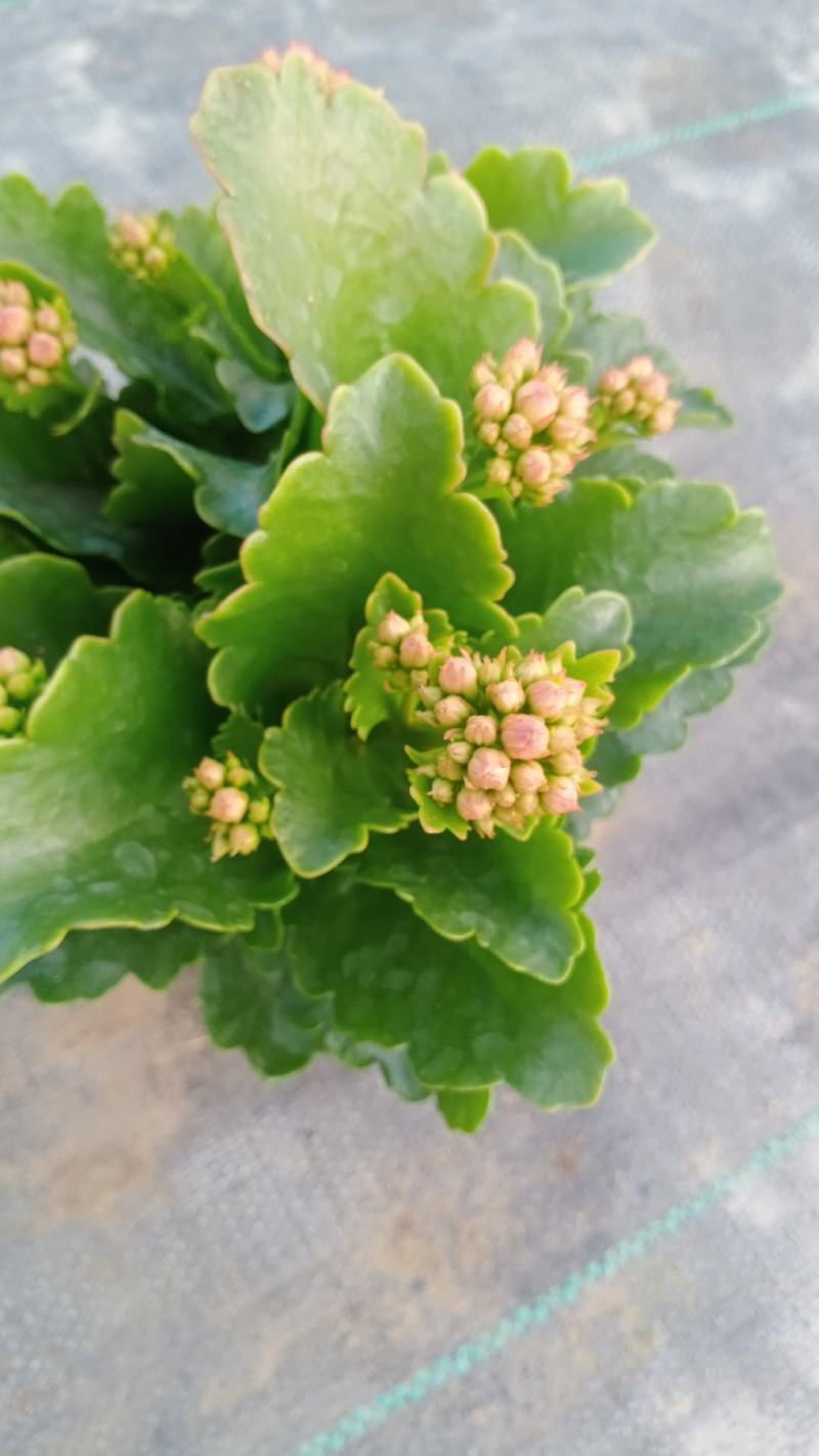 长寿花青州长寿花组盆长寿花