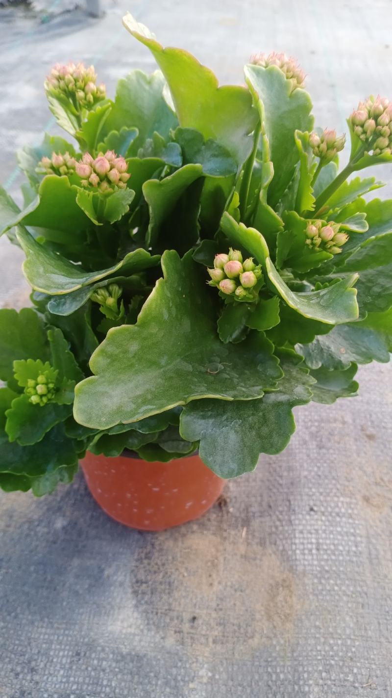 长寿花青州长寿花组盆长寿花