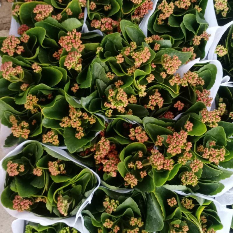 长寿花青州长寿花组盆长寿花