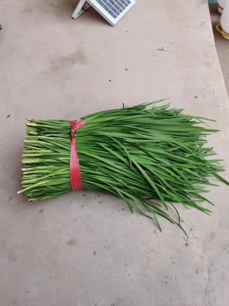 临漳县万亩韭菜农业园区，常年大量批发韭菜！