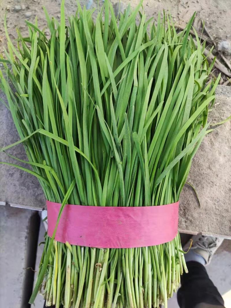 临漳县万亩韭菜农业园区，常年大量批发韭菜！