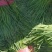 临漳县万亩韭菜农业园区，常年大量批发韭菜！