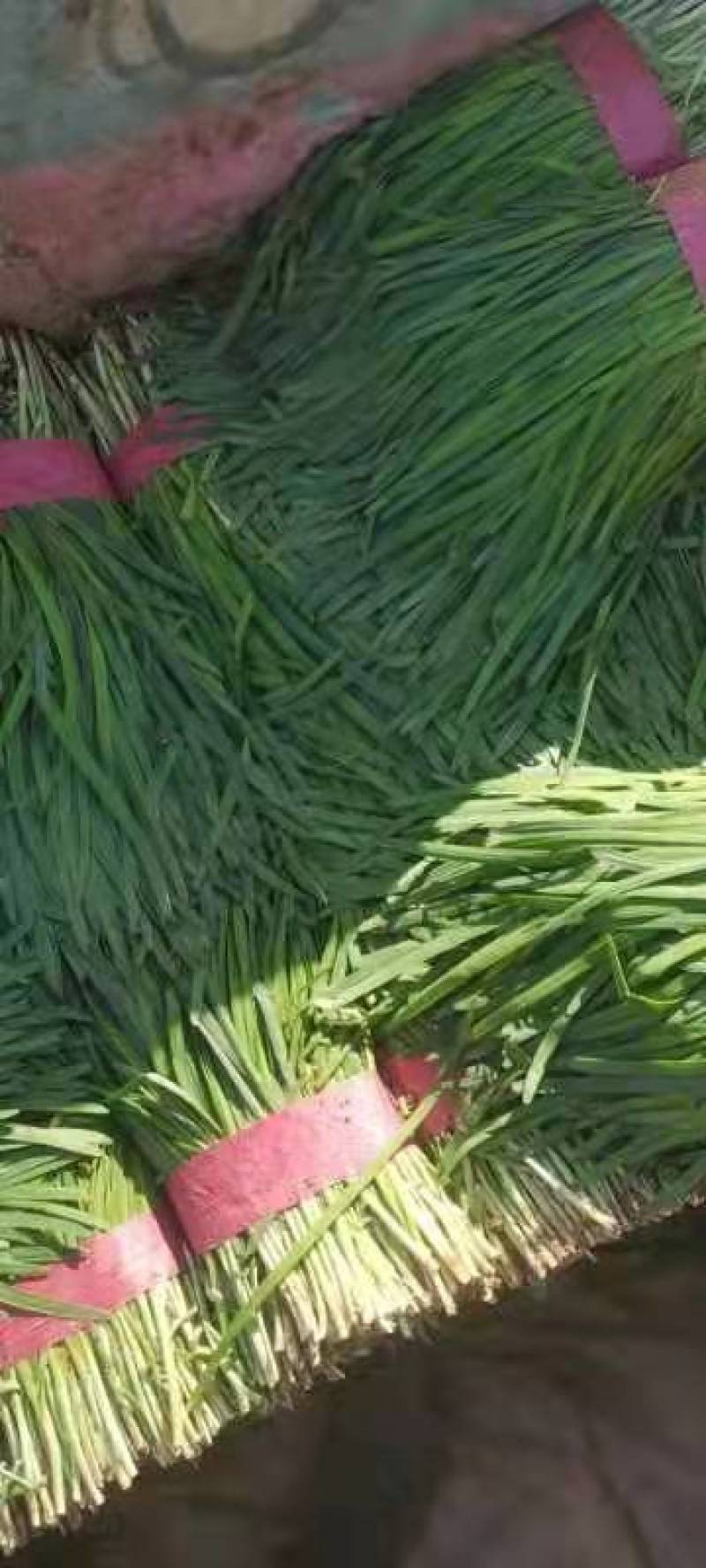 临漳县万亩韭菜农业园区，常年大量批发韭菜！