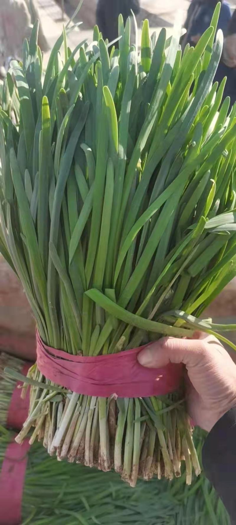 临漳县万亩韭菜农业园区，常年大量批发韭菜！
