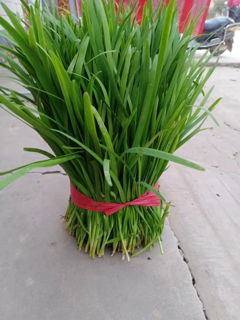临漳县万亩韭菜农业园区，常年大量批发韭菜！