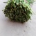 临漳县万亩韭菜农业园区，常年大量批发韭菜！