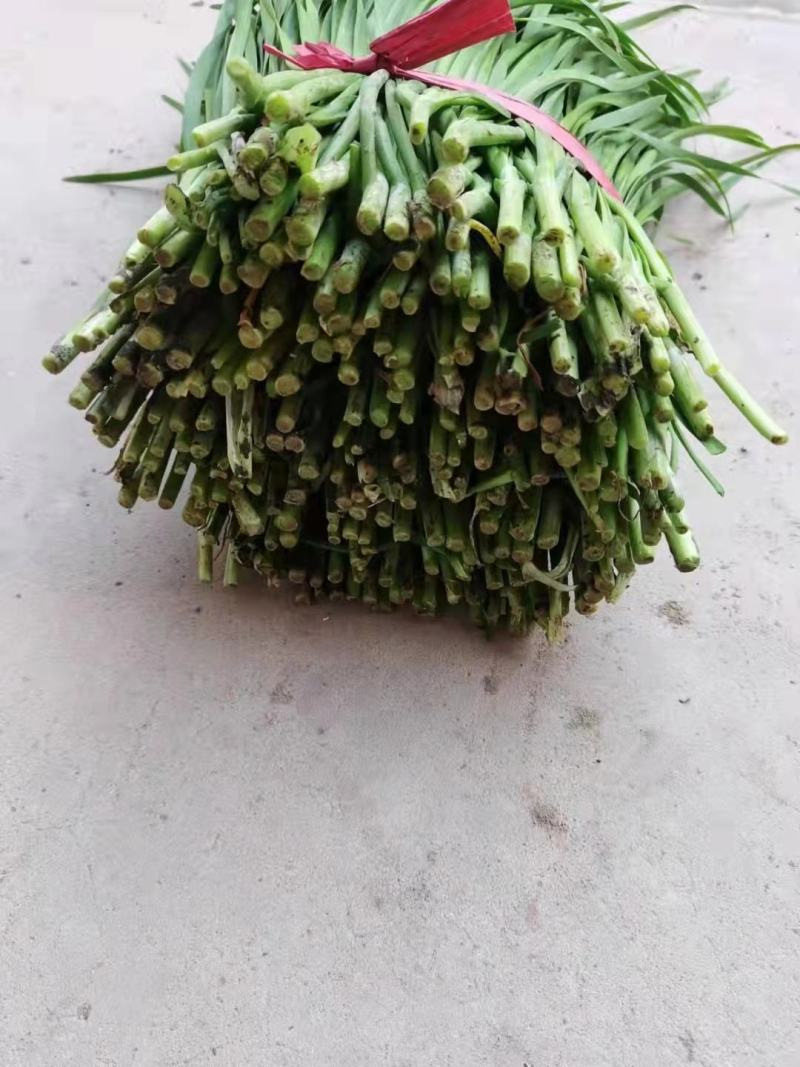 临漳县万亩韭菜农业园区，常年大量批发韭菜！