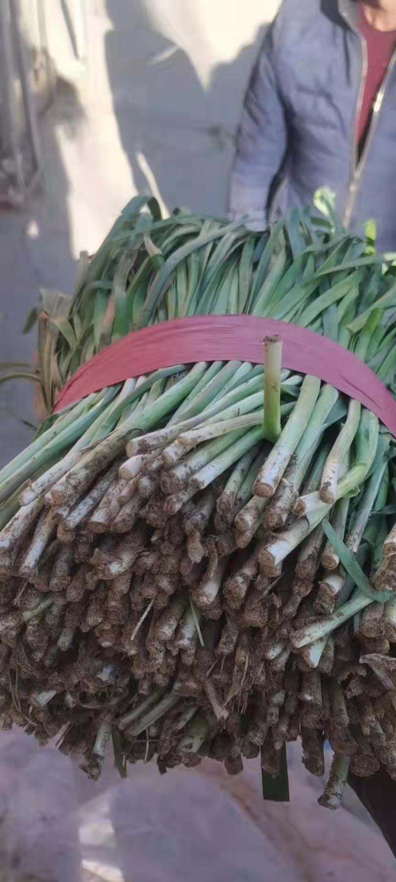 临漳县万亩韭菜农业园区，常年大量批发韭菜！