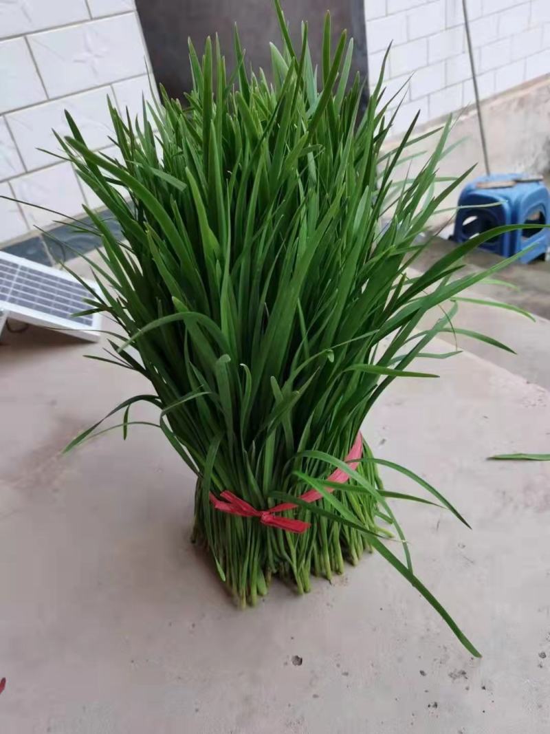 临漳县万亩韭菜农业园区，常年大量批发韭菜！