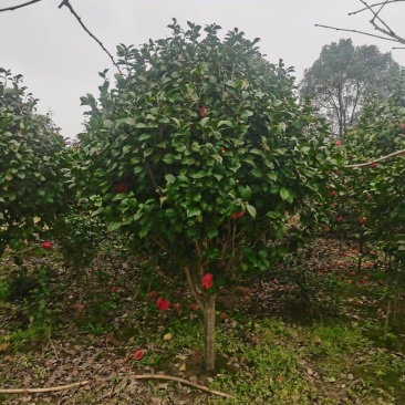 供应茶花，各种规格占地茶花，赤丹，六角大红，等……………