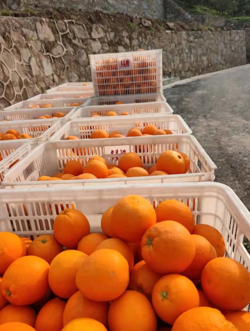 湖北纽荷尔脐橙甜蜜多汁一手货源基地直发可视频看货