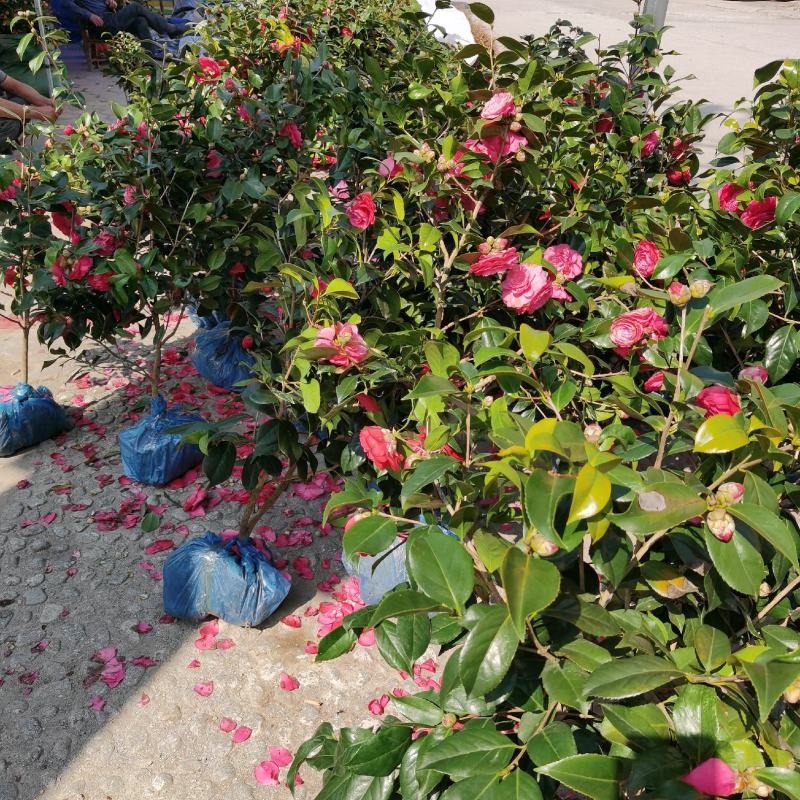 供应茶花，各种规格占地茶花，赤丹，六角大红，等……………