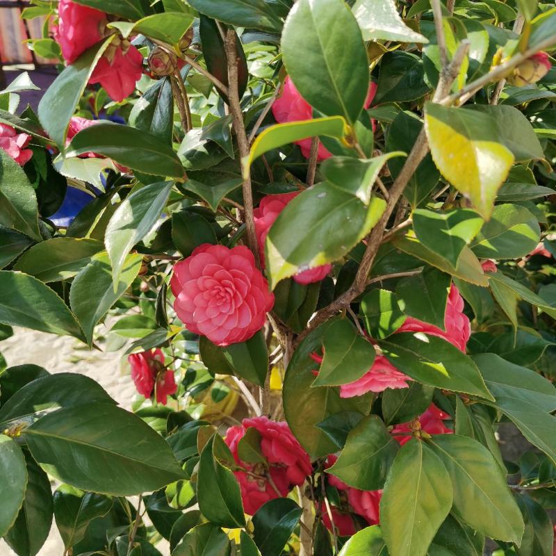 供应茶花，各种规格占地茶花，赤丹，六角大红，等……………