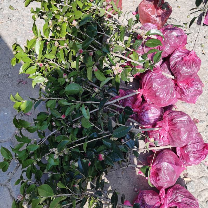 供应茶花，各种规格占地茶花，赤丹，六角大红，等……………