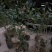 供应茶花，各种规格占地茶花，赤丹，六角大红，等……………