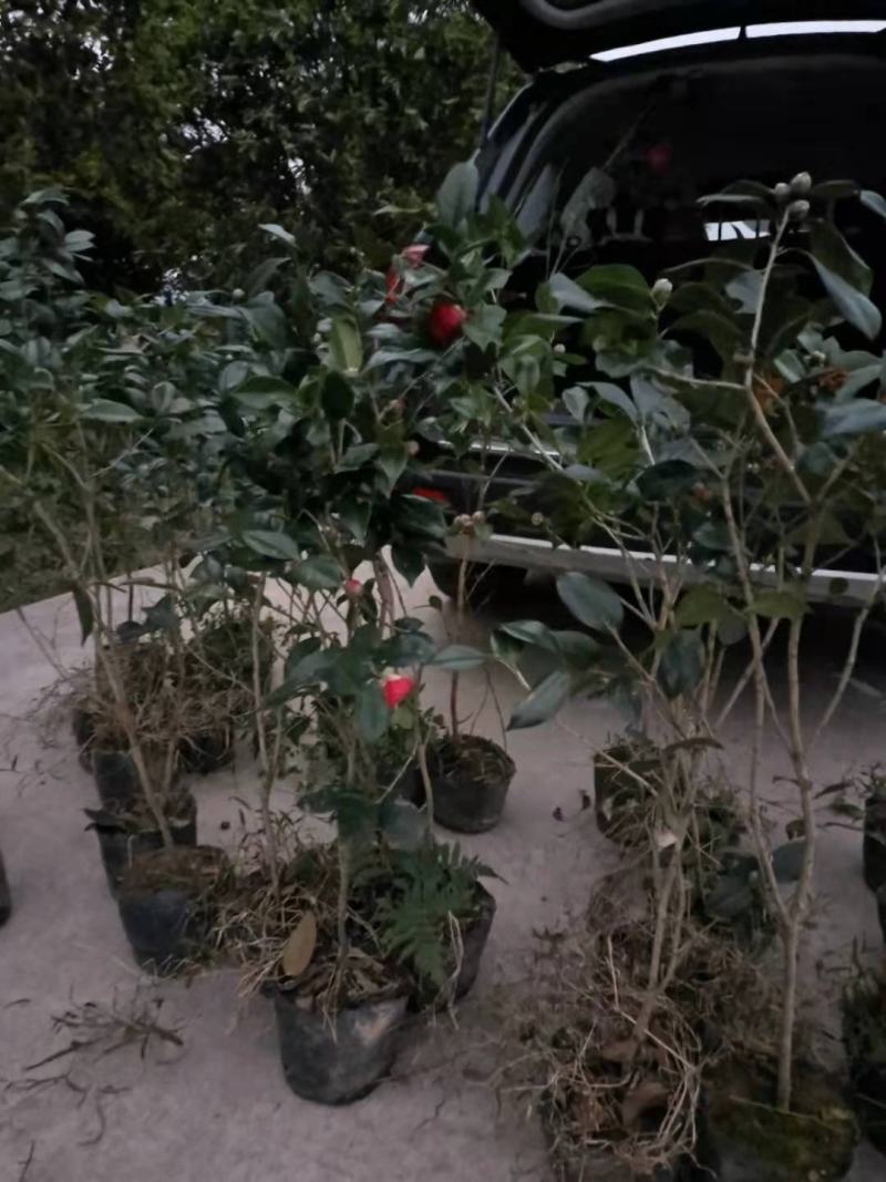 供应茶花，各种规格占地茶花，赤丹，六角大红，等……………